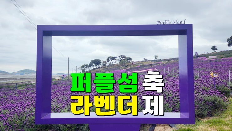 전남 신안 가볼만한곳 퍼플교 5월축제 : 신안 반월도·박지도 퍼플섬 라벤더축제 기본정보 개화상황 전남 신안 가볼만한곳 퍼플교 5월축제 : 신안 반월도·박지도 퍼플섬 라벤더축제 기본정보 개화상황