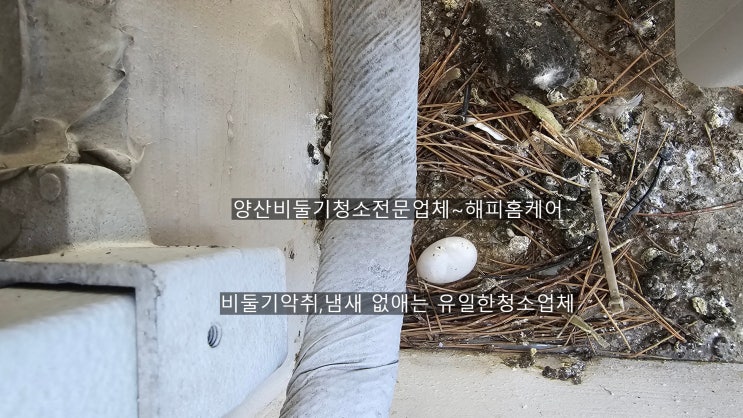  양산비둘기퇴치[청소] 베란다오염에한번놀라고 실외기오염에 또한번 놀라셨던 고객님댁 비둘기청소[비둘기알수거]~해피홈케어