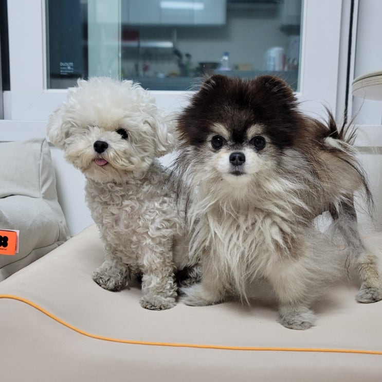  강아지 암 노견 등에혹 비만세포종 피부 종양 원인과 증상