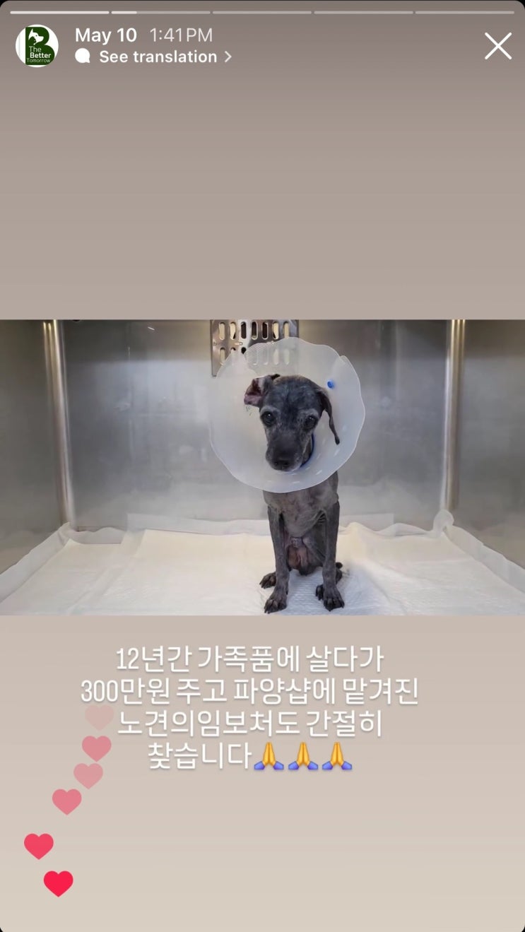  300만원에 파양샵으로 버려진 까미. 두번째 임시 보호 시작.