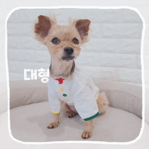  강아지 진드기방지 대형견 여름옷 애견옷 추천 오키도키
