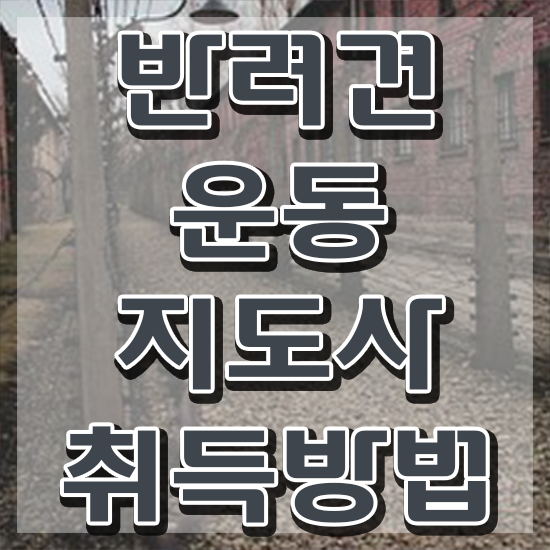  독학 자격증 추천 , 반려견운동지도사 온라인 교육원에서 끝냈던 비법