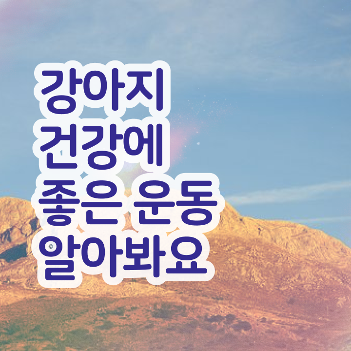  40대후반자격증 , 반려견운동지도사 온라인으로 성공한 방법