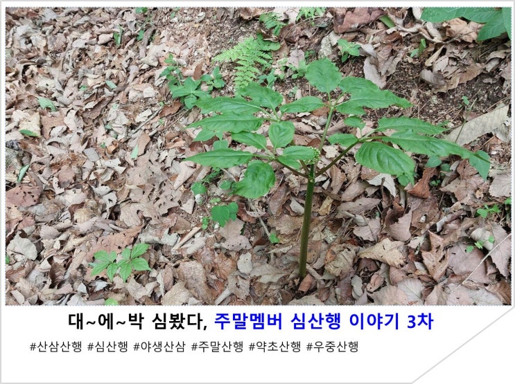  대~에~박 심봤다, 주말멤버 심산행 이야기 3차