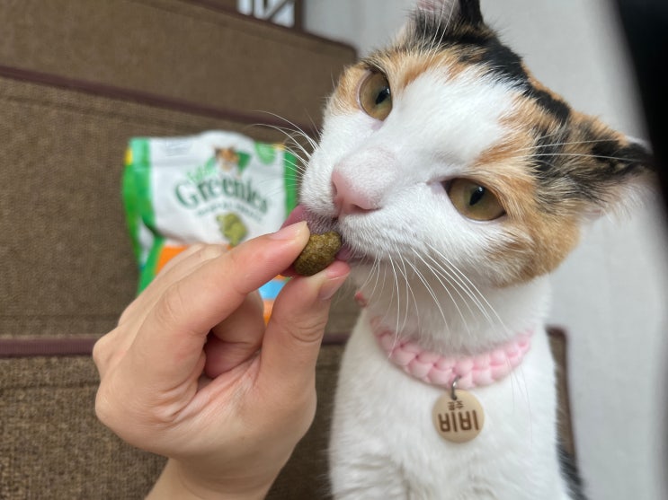  고양이 치석제거 간식 그리니즈 이빨 과자 후기