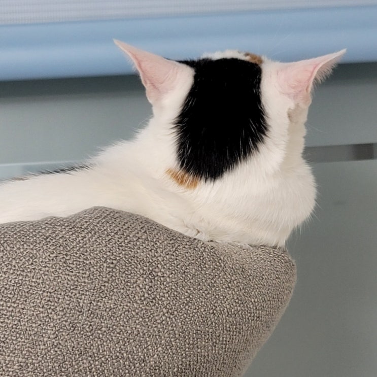  고양이 슬개골 탈구 증상 다리절뚝 오버그루밍, 우다다 조심