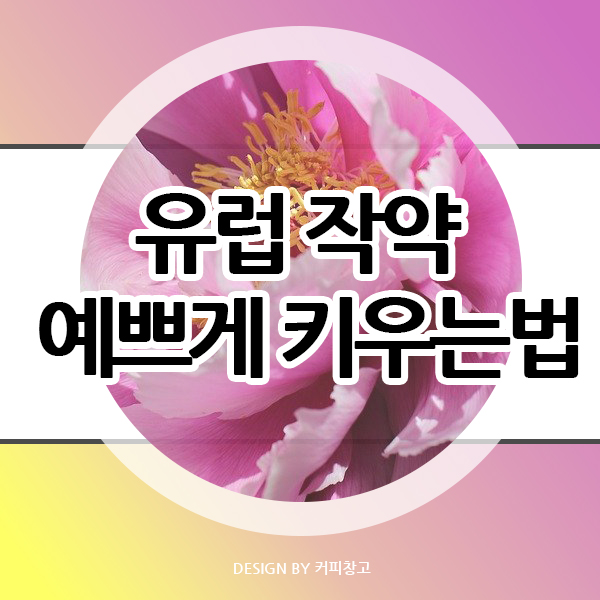  유럽 작약 예쁘고 건강하게 키우는 소소한 방법 공유해요