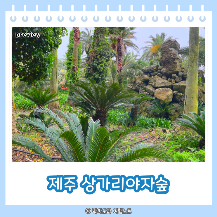  제주 상가리야자숲 주차 소요시간 입장료 포토존