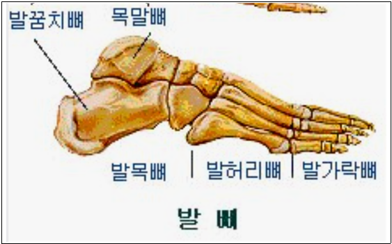  [산재장해등급]종골(발꿈치)골절,발목, 발가락의 장해등급