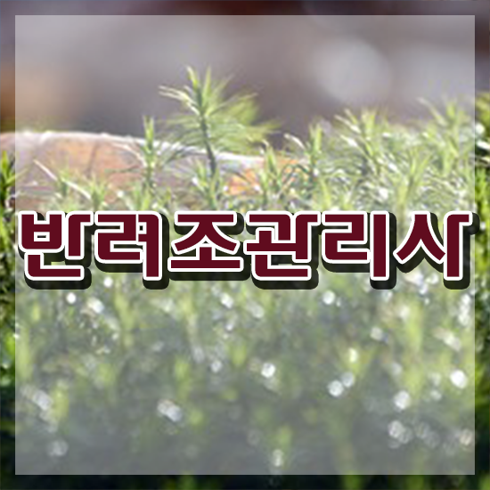  부산 모란앵무 , 반려조관리사 자격증 취득 노하우 요약해봤어요