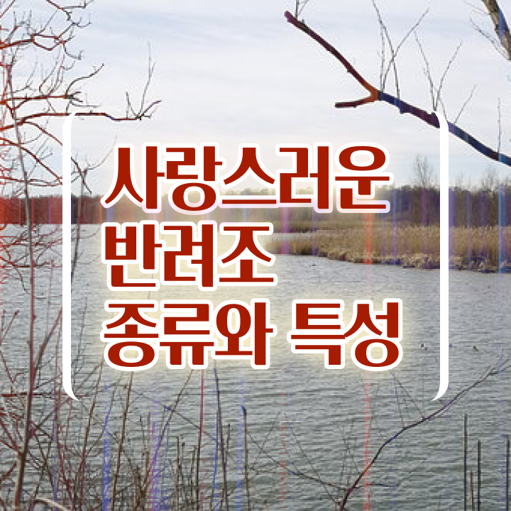  모란앵무입질 유투브 , 반려조관리사 자격증 1급,2급 동시에 학습한 후기 , 취업정보