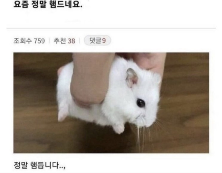 OB 오비 탐폰 <b>직구</b> 사이즈 팁