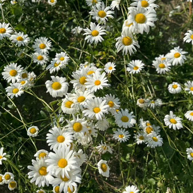  대구 갈만한곳ㅣ샤스타데이지 핫플 진밭골 산림공원 5.15일 개화상황, 주차장