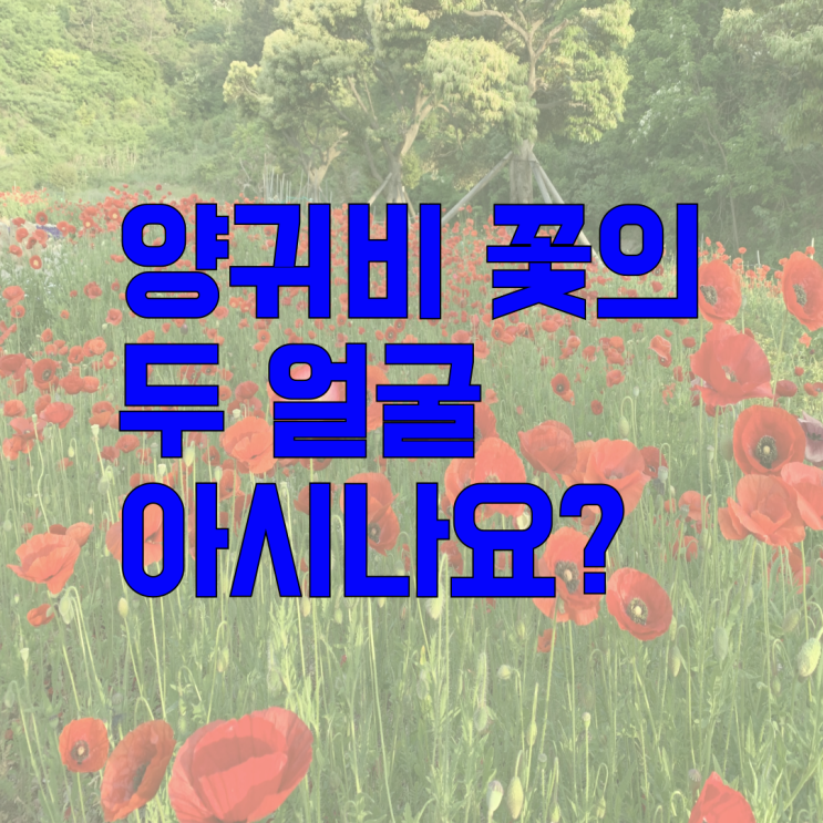  꽃이야? 마약이야? 양귀비의 두 가지 얼굴 구별법