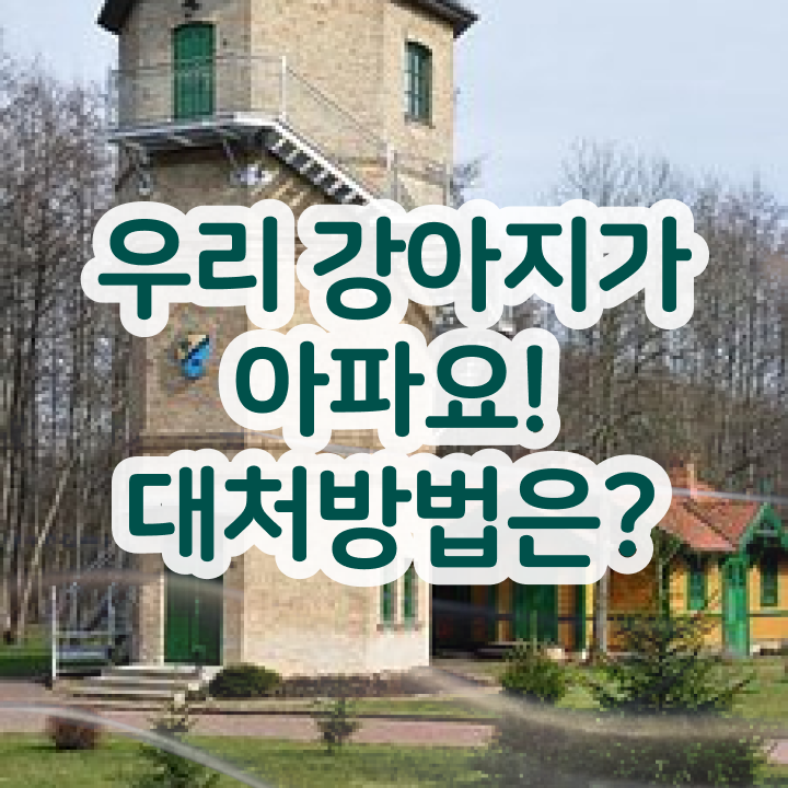  세종시 반려동물 등록 , 반려동물관리사 자격증 한달 만에 취득한 과정 총 정리