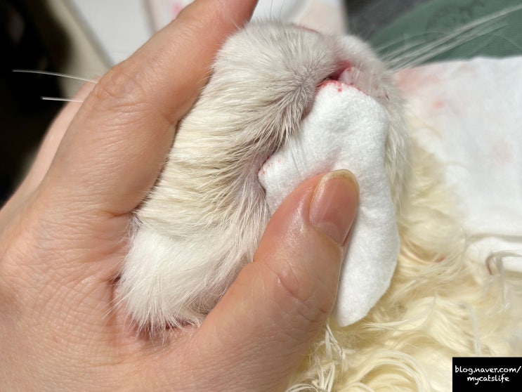  고양이 구강 출혈 지혈제 운남백약. 고양이 구강종양(구내염) 관리