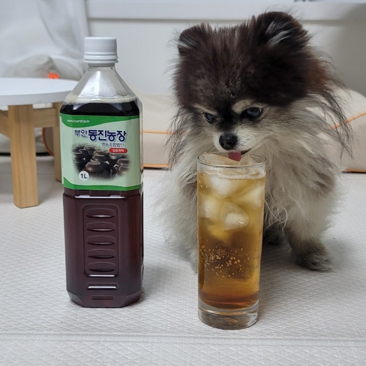  강아지 매실 매실액 매실청 먹어도 될까? 천연 소화제
