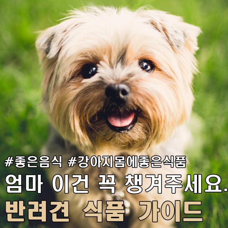 반려견 강아지 몸에 좋은 음식.