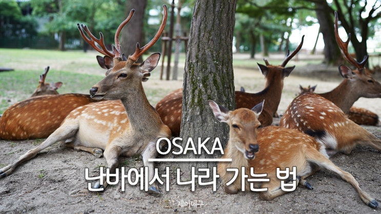  오사카 난바 역에서 나라 역 사슴공원 가는 법