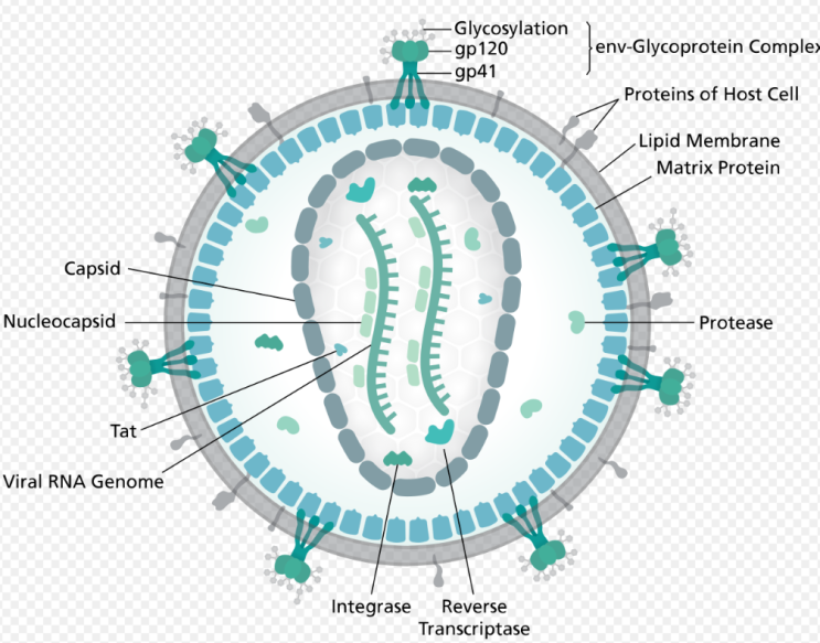  lenti virus, retro virus