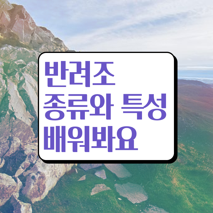  왕관앵무새 분양 , 반려조관리사 자격증 20일 만에 학습 알려드립니다