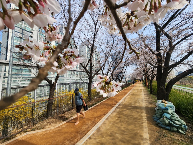  서울 황톳길 / 걷기 좋은곳 / 영등포구 안양천 맨발황톳길