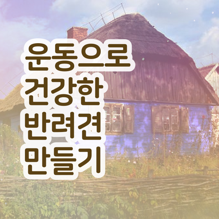  40대여자자격증 , 조건없이 반려견운동지도사 취득 가능해요