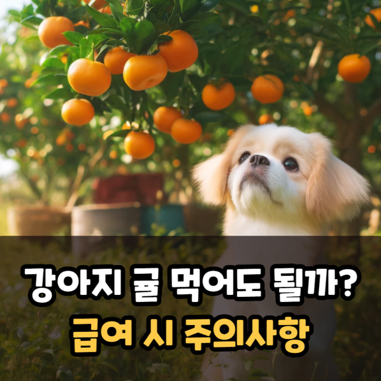 강아지한테귤 먹어도 알러지 없을까? 귤껍질 주의