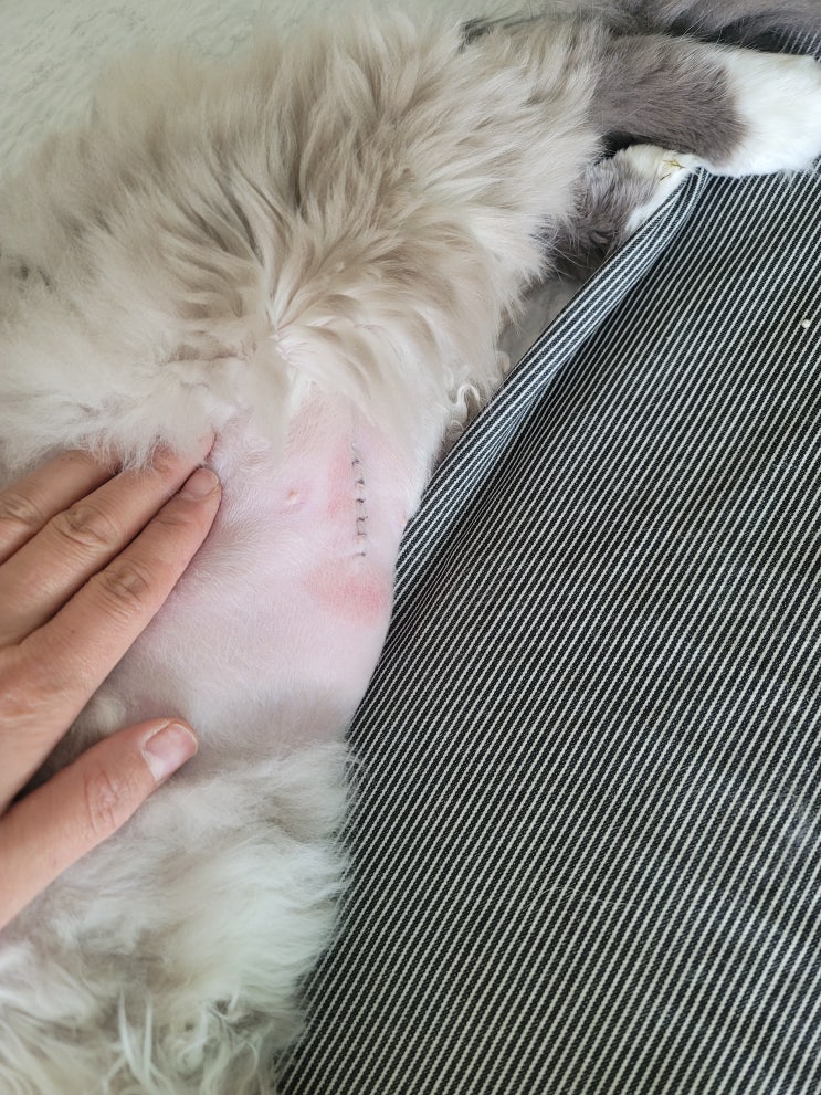 고양이 혈뇨 요로결석 수술 한달 후기
