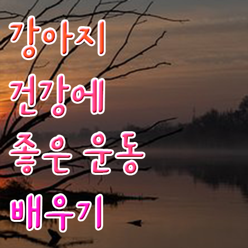  동물관리사 , 간단하게 반려견운동지도사 취득한 노하우