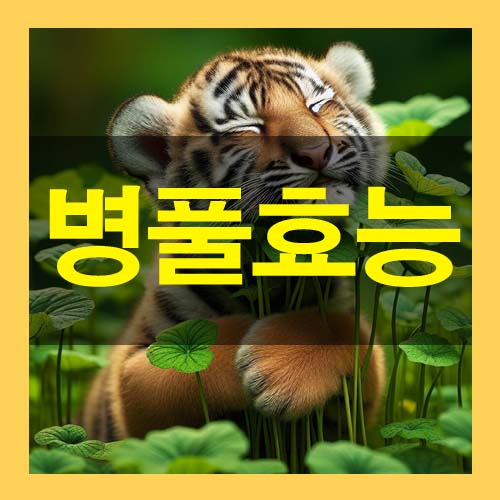  병풀 추출물 효능과 부작용 사용방법