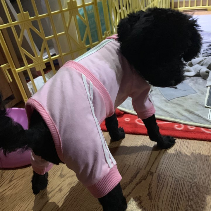  강아지 사춘기 개춘기 시기와 증상 교육 방법은?