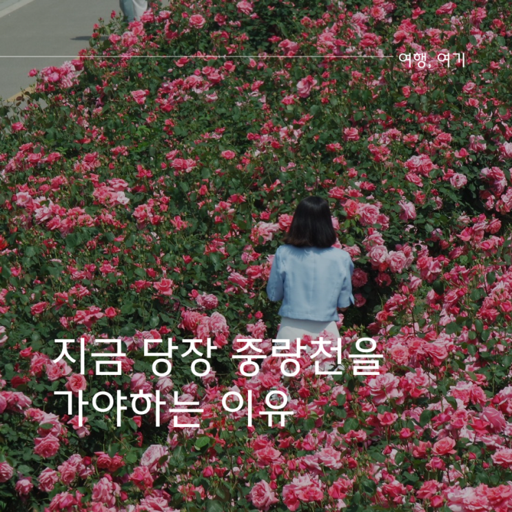  서울 중랑천 장미축제 명소 주차장