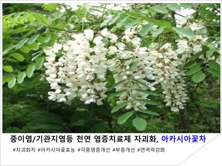  중이염/기관지염등 천연 염증치료제 자괴화, 아카시아꽃차 레시피