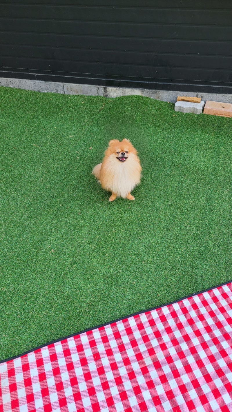 후스독 애견유치원