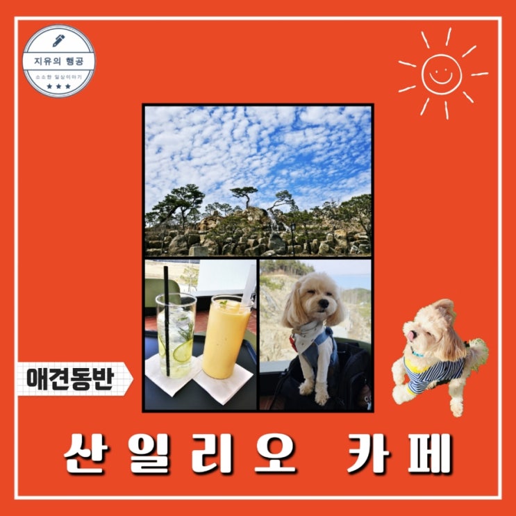  산일리오 카페 | 강원도 애견동반 여행 추천 카페