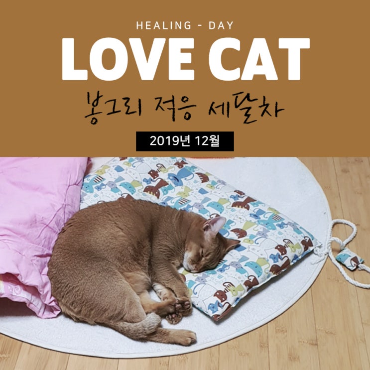  우리집 고양이 성묘입양 3개월차 봉그리의 일상