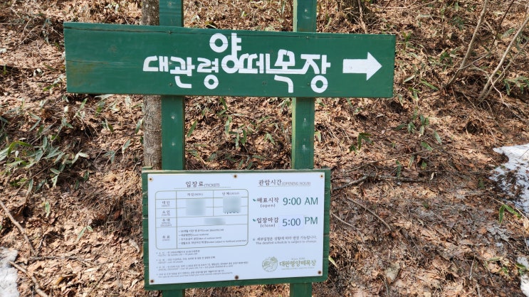  평창 여행_1박 2일 코스 대관령 양떼목장