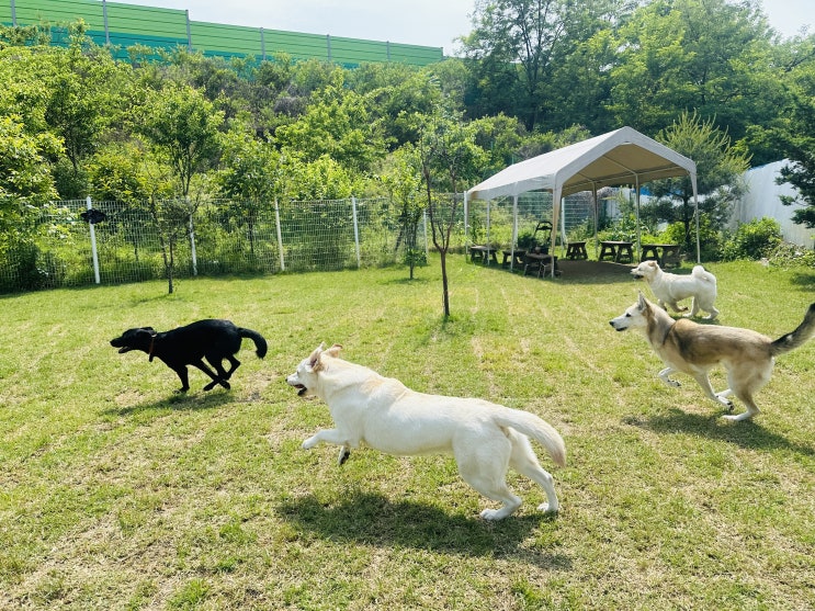  강남애견운동장 :) 천연잔디운동장 라드독