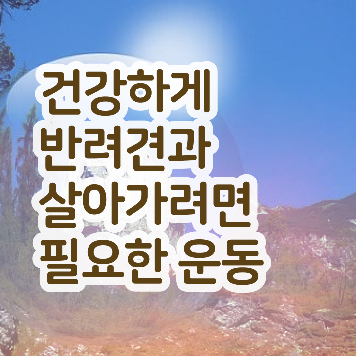  국가 자격증 추천 , 반려견운동지도사 온라인 과정만으로 쉽게 끝냈던 노하우