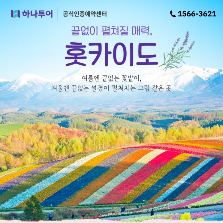  여름 해외여행지 추천 일본 홋카이도 후라노비에이 라벤더축제