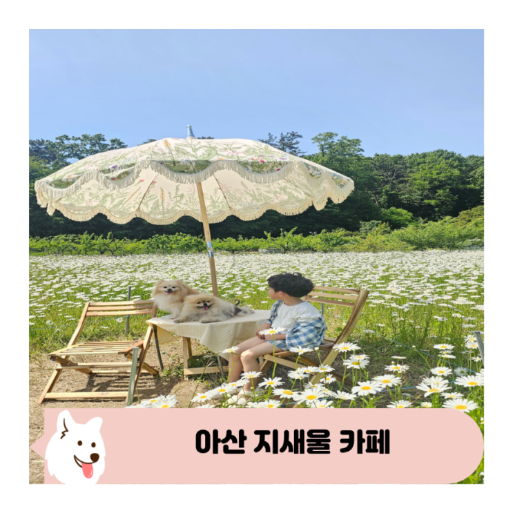  아산 청보리와 데이지 만개한 대형 애견동반 카페 지새울