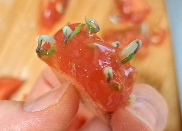 토마토 싹 난 거 보실래요? 토마토 싹 난 거 보실래요?