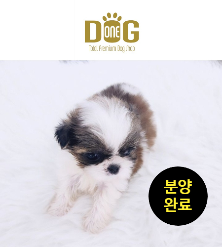  [분양완료]"반려견과함께하는행복한삶, 세종시츄분양원독" / 세종시 시추분양  세종시강아지분양  원독  세종시 애견샵