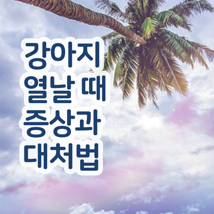  부산 강아지 훈련사 , 반려동물관리사 자격증 취득한 노하우 여기서 확인하세요