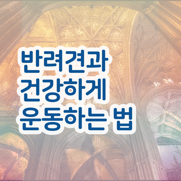  여자 자격증 추천 , 반려견운동지도사 대학진학, 경력없이 일하면서 빠르게 끝낼수 있었던 전략