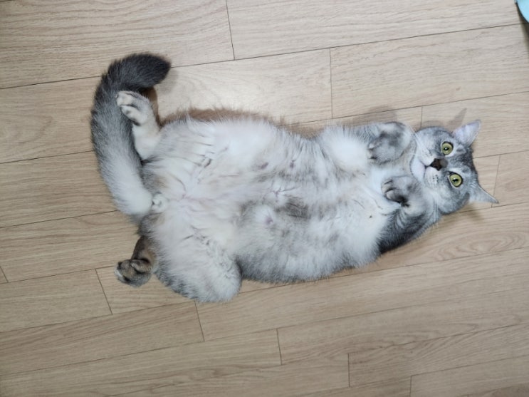  우리집 뚱냥이 코코