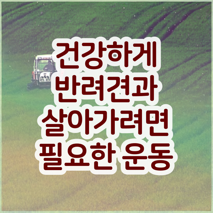  반려견운동지도사 클래스 , 반려견운동지도사 합격 전략 및 합격률 및 취업