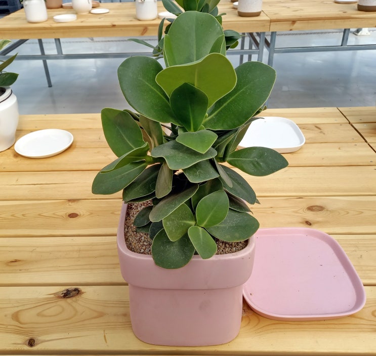  크루시아(Clusia rosea) 크로시아 분갈이 방법 웃자람 예방