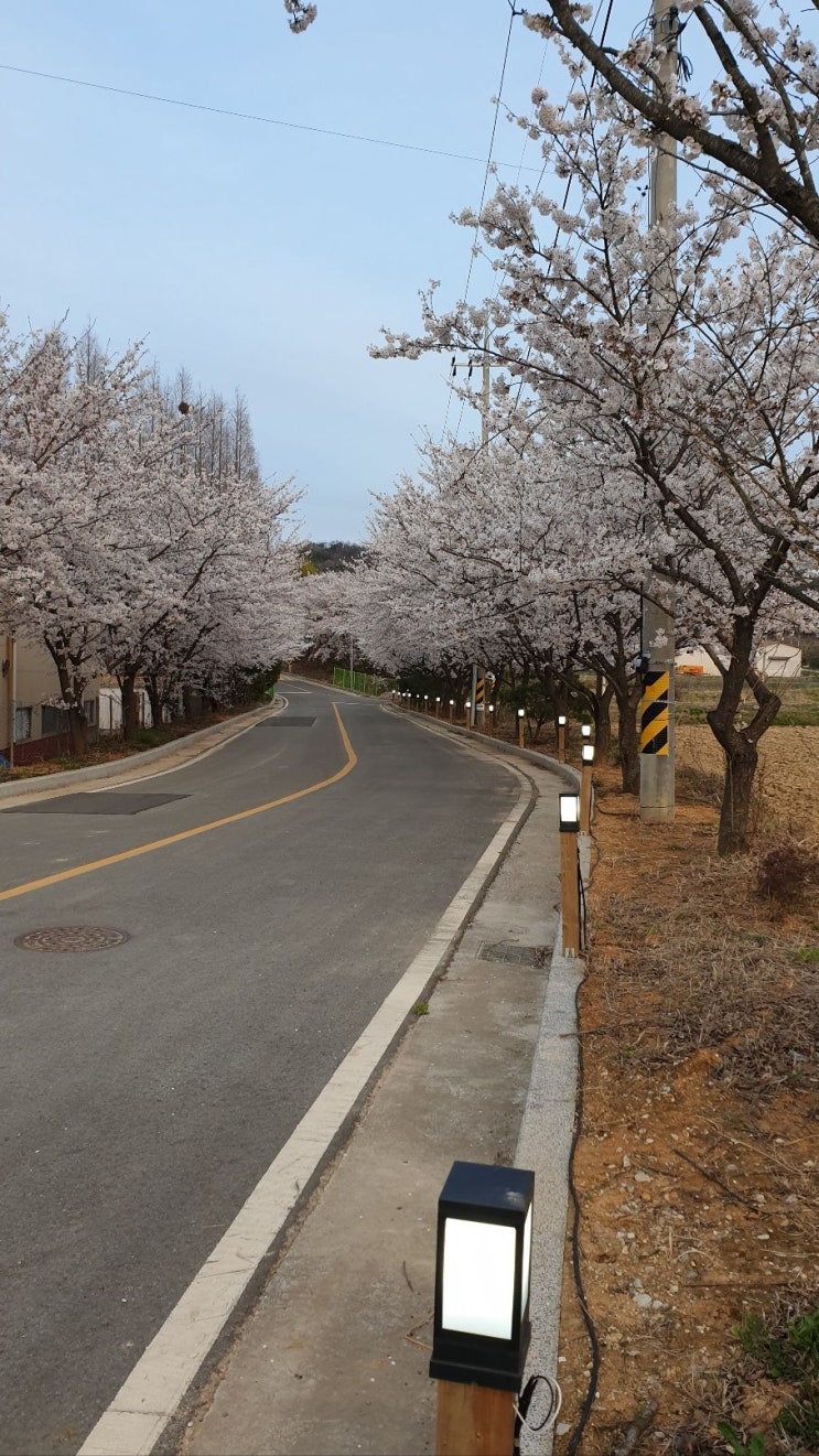  포항전원주택/벚꽃마을